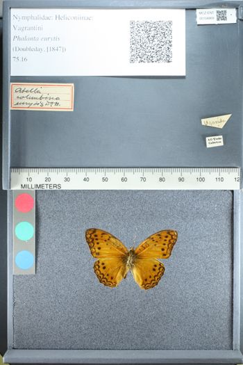 Media type: image;   Entomology 158969